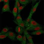Immunofluorescence staining of human U-87 MG cells with unlabeled CD73 antibody (green, clone NT5E/2646) and Reddot nuclear stain (red).