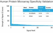 Analysis of HuProt(TM) microarray containing more than 19,000 full-length human proteins using Nucleophosmin antibody (clone NPM1/3398). These results demonstrate the foremost specificity of the NPM1/3398 mAb. Z- and S- score: The Z-score represents the strength of a signal that an antibody (in combination with a fluorescently-tagged anti-IgG secondary Ab) produces when binding to a particular protein on the HuProt(TM) array. Z-scores are described in units of standard deviations (SD's) above the mean value of all signals generated on that array. If the targets on the HuProt(TM) are arranged in descending order of the Z-score, the S-score is the difference (also in units of SD's) between the Z-scores. The S-score therefore represents the relative target specificity of an Ab to its intended target.