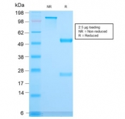 SDS-PAGE analysis of purified, BSA-free recombinant CD3e antibody (clone C3e/3171R) as confirmation of integrity and purity.