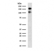 Western blot testing of human HCT116 lysate with MSH6 antibody (clone MST6-2). Expected molecular weight: 120-160 kDa depending on phosphorylation level.