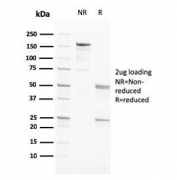 SDS-PAGE analysis of purified, BSA-free PAPPA antibody (clone PAPPA/2717) as confirmation of integrity and purity.