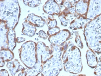 IHC staining of FFPE human placenta with PAPPA antibody (clone PAPPA/2717). HIER: boil tissue sections in pH6, 10mM citrate buffer, for 10-20 min and allow to cool before testing.~