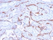 IHC staining of FFPE human placenta with PAPP-A antibody (clone PAPPA/2718). HIER: boil tissue sections in pH6, 10mM citrate buffer, for 10-20 min and allow to cool before testing.