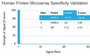 Analysis of HuProt(TM) microarray containing more than 19,000 full-length human proteins using PAPP-A antibody (clone PAPPA/2718). These results demonstrate the foremost specificity of the PAPPA/2718 mAb. Z- and S- score: The Z-score represents the strength of a signal that an antibody (in combination with a fluorescently-tagged anti-IgG secondary Ab) produces when binding to a particular protein on the HuProt(TM) array. Z-scores are described in units of standard deviations (SD's) above the mean value of all signals generated on that array. If the targets on the HuProt(TM) are arranged in descending order of the Z-score, the S-score is the difference (also in units of SD's) between the Z-scores. The S-score therefore represents the relative target specificity of an Ab to its intended target.