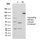 SDS-PAGE analysis of purified, BSA-free PAPP-A antibody (clone PAPPA/2718) as confirmation of integrity and purity.