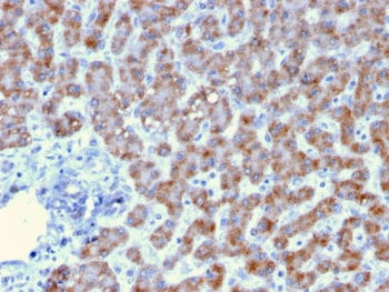 IHC testing of FFPE human liver tissue with Prohibitin antibody (clone PHB/3193). Required HIER: boil tissue sections in pH6, 10mM citrate buffer, for 10-20 min followed by cooling at RT for 20 min.~