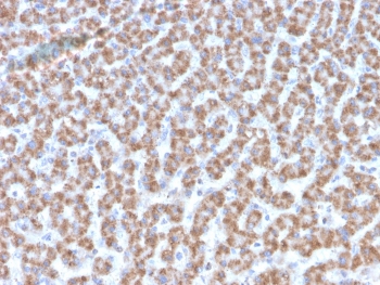 IHC testing of FFPE human liver tissue with Prohibitin antibody (clone PHB/3193). Required HIER: boil tissue sections in pH6, 10mM citrate buffer, for 10-20 min followed by cooling at RT for 20 min.