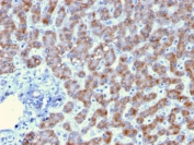 IHC testing of FFPE human liver tissue with Prohibitin antibody (clone PHB/3193). Required HIER: boil tissue sections in pH6, 10mM citrate buffer, for 10-20 min followed by cooling at RT for 20 min.