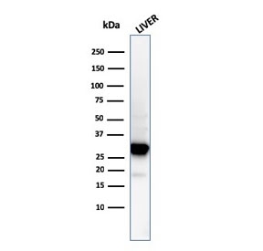 Western blot testing of human liver lysate with Prohibitin antibody (clone PHB/3194). Expected molecular weight ~30 kDa.