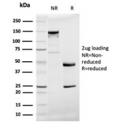 SDS-PAGE analysis of purified, BSA-free Prohibitin antibody (clone PHB/3194) as confirmation of integrity and purity.