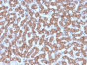 IHC testing of FFPE human liver tissue with Prohibitin antibody (clone PHB/3227). Required HIER: boil tissue sections in pH6, 10mM citrate buffer, for 10-20 min followed by cooling at RT for 20 min.
