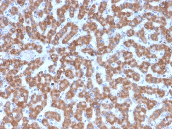 IHC testing of FFPE human liver tissue with Prohibitin antibody (clone PHB/3227). Required HIER: boil tissue sections in pH6, 10mM citrate buffer, for 10-20 min followed by cooling at RT for 20 min.~