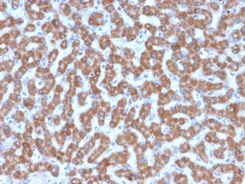 IHC testing of FFPE human liver tissue with Prohibitin antibody (clone PHB/3227). Required HIER: boil tissue sections in pH6, 10mM citrate buffer, for 10-20 min followed by cooling at RT for 20 min.