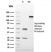 SDS-PAGE analysis of purified, BSA-free Prohibitin antibody (clone PHB/3227) as confirmation of integrity and purity.