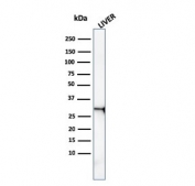 Western blot testing of human liver lysate with Prohibitin antibody (clone PHB/3227). Expected molecular weight ~30 kDa.