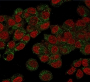 Immunofluorescence staining of human HepG2 cells with PHB antibody (green, clone PBTN-1) and Reddot nuclear stain (red).
