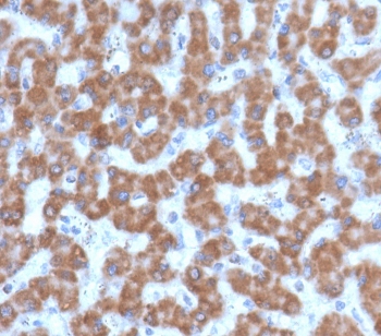 IHC testing of FFPE human liver tissue with PHB antibody (clone PBTN-1). Required HIER: boil tissue sections in pH 9 10mM Tris with 1mM EDTA for 10-20 min followed by cooling at RT for 20 min.~