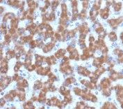 IHC testing of FFPE human liver tissue with PHB antibody (clone PBTN-1). Required HIER: boil tissue sections in pH 9 10mM Tris with 1mM EDTA for 10-20 min followed by cooling at RT for 20 min.