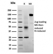 SDS-PAGE analysis of purified, BSA-free SERBP1 antibody (clone SERBP1/3493) as confirmation of integrity and purity.