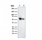 Western blot testing of human 1) K562 and 2) PC-3 cell lysate with SERBP1 antibody. Predicted molecular weight ~45 kDa but observed at 45-60 kDa.