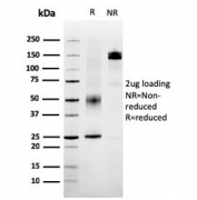 SDS-PAGE analysis of purified, BSA-free SERBP1 antibody (clone SERBP1/3495) as confirmation of integrity and purity.