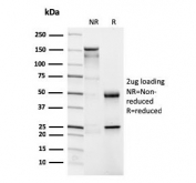 SDS-PAGE analysis of purified, BSA-free CD4 antibody (clone CD4/3026) as confirmation of integrity and purity.