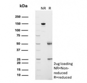 SDS-PAGE analysis of purified, BSA-free CD4 antibody (clone CD4/3027) as confirmation of integrity and purity.