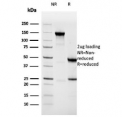 SDS-PAGE analysis of purified, BSA-free Napsin A antibody (clone NAPSA/3308) as confirmation of integrity and purity.