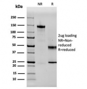 SDS-PAGE analysis of purified, BSA-free SERBP1 antibody (clone SERBP1/3497) as confirmation of integrity and purity.