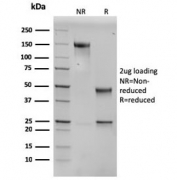 SDS-PAGE analysis of purified, BSA-free SERBP1 antibody (clone SERBP1/3496) as confirmation of integrity and purity.