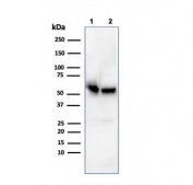 Western blot testing of human 1) K562 and 2) PC-3 cell lysate with SERBP1 antibody. Predicted molecular weight ~45 kDa but observed at 45-60 kDa.