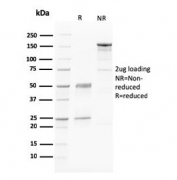 SDS-PAGE analysis of purified, BSA-free PAPP-A antibody (clone PAPPA/2716) as confirmation of integrity and purity.