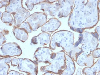 IHC staining of FFPE human placenta with PAPP-A antibody (clone PAPPA/2716). HIER: boil tissue sections in pH6, 10mM citrate buffer, for 10-20 min and allow to cool before testing.~
