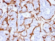 IHC staining of FFPE human placenta with PAPP-A antibody (clone PAPPA/2715). HIER: boil tissue sections in pH6, 10mM citrate buffer, for 10-20 min and allow to cool before testing.