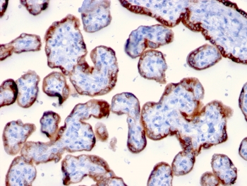 IHC staining of FFPE human placenta with PAPP-A antibody (clone PAPPA/2715). HIER: boil tissue sections in pH6, 10mM citrate buffer, for 10-20 min and allow to cool before testing.~