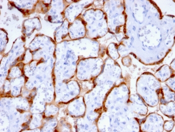 IHC staining of FFPE human placenta with PAPP-A antibody (clone PAPPA/2715). HIER: boil tissue sections in pH6, 10mM citrate buffer, for 10-20 min and allow to cool before testing.