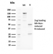 SDS-PAGE analysis of purified, BSA-free PAPP-A antibody (clone PAPPA/2715) as confirmation of integrity and purity.