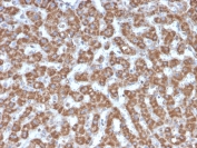 IHC testing of FFPE human liver tissue with Prohibitin antibody (clone PHB/3226). Required HIER: boil tissue sections in pH6, 10mM citrate buffer, for 10-20 min followed by cooling at RT for 20 min.