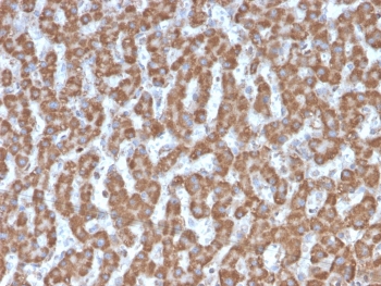 IHC testing of FFPE human liver tissue with Prohibitin antibody (clone PHB/3226). Required HIER: boil tissue sections in pH6, 10mM citrate buffer, for 10-20 min followed by cooling at RT for 20 min.~