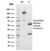 SDS-PAGE analysis of purified, BSA-free Prohibitin antibody (clone PHB/3226) as confirmation of integrity and purity.