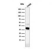 Western blot testing of human liver lysate with Prohibitin antibody (clone PHB/3226). Expected molecular weight ~30 kDa.