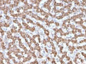 IHC testing of FFPE human liver tissue with Prohibitin antibody (clone PHB/3225). Required HIER: boil tissue sections in pH6, 10mM citrate buffer, for 10-20 min followed by cooling at RT for 20 min.