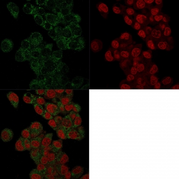 Immunofluorescence staining of human HepG2 cells with Prohibitin antibody (green, clone PHB/3225) and Reddot nuclear stain (red).