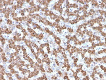 IHC testing of FFPE human liver tissue with Prohibitin antibody (clone PHB/3225). Required HIER: boil tissue sections in pH6, 10mM citrate buffer, for 10-20 min followed by cooling at RT for 20 min.~