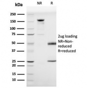 SDS-PAGE analysis of purified, BSA-free Prohibitin antibody (clone PHB/3225) as confirmation of integrity and purity.