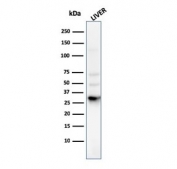Western blot testing of human liver lysate with Prohibitin antibody (clone PHB/3225). Expected molecular weight ~30 kDa.