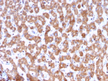 IHC testing of FFPE human liver tissue with PHB antibody (clone PHB/3228). Required HIER: boil tissue sections in pH6, 10mM citrate buffer, for 10-20 min followed by cooling at RT for 20 min.~