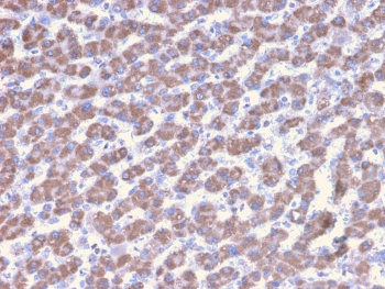 IHC testing of FFPE human liver tissue with PHB antibody (clone PHB/3228). Required HIER: boil tissue sections in pH6, 10mM citrate buffer, for 10-20 min followed by cooling at RT for 20 min.