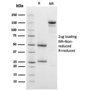 SDS-PAGE analysis of purified, BSA-free PHB antibody (clone PHB/3228) as confirmation of integrity and purity.