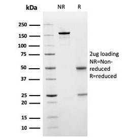 SDS-PAGE analysis of purified, BSA-free SERBP1 antibody (clone SERBP1/3498) as confirmation of integrity and purity.